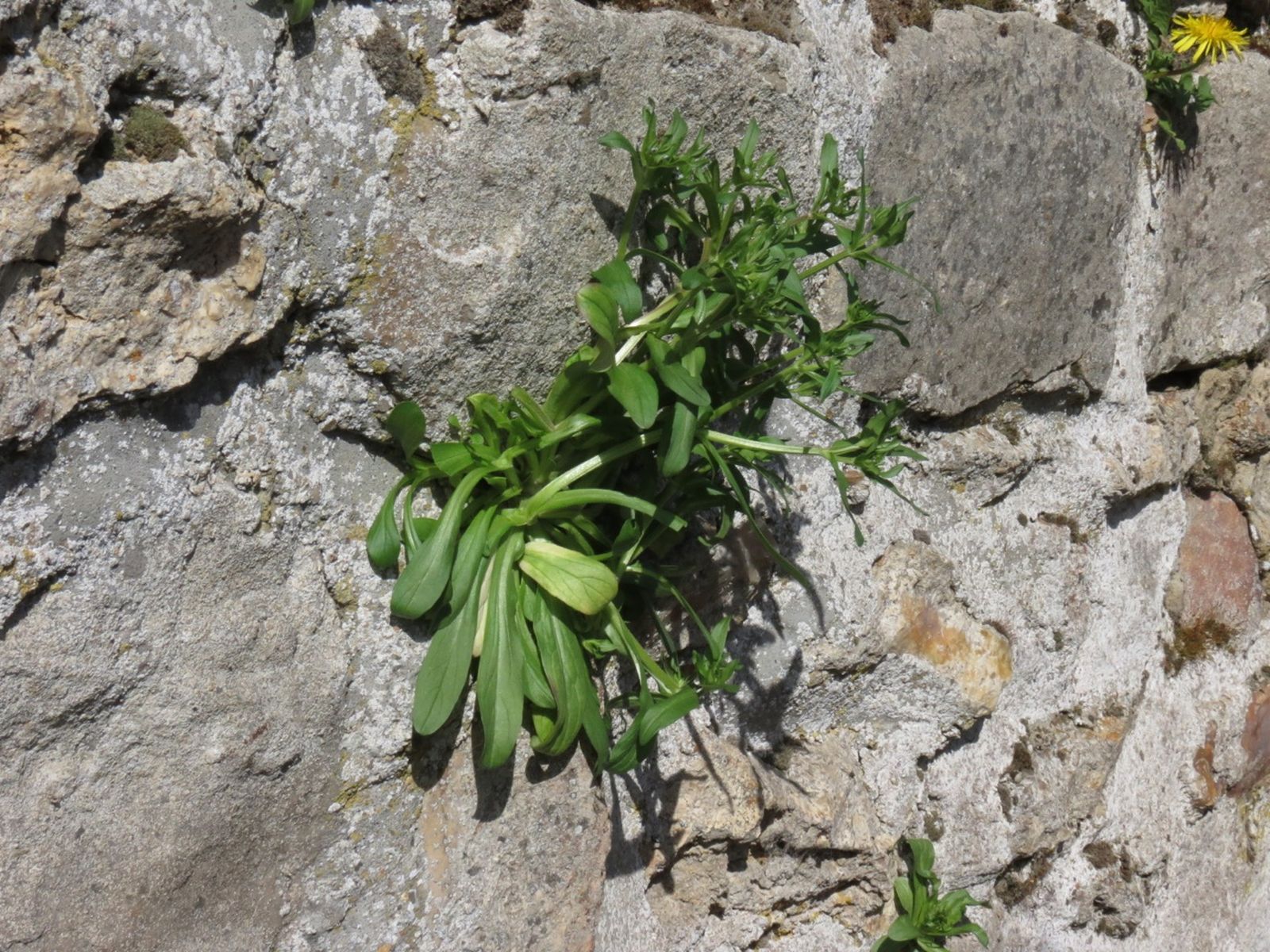 Mâche doucette 8523